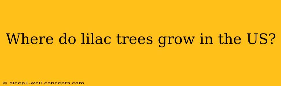 Where do lilac trees grow in the US?