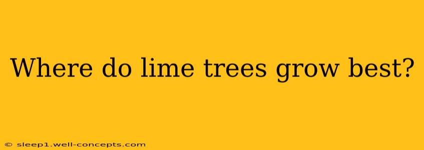 Where do lime trees grow best?