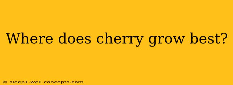 Where does cherry grow best?