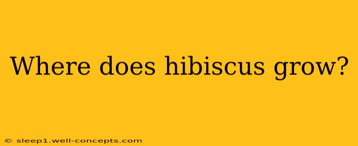 Where does hibiscus grow?