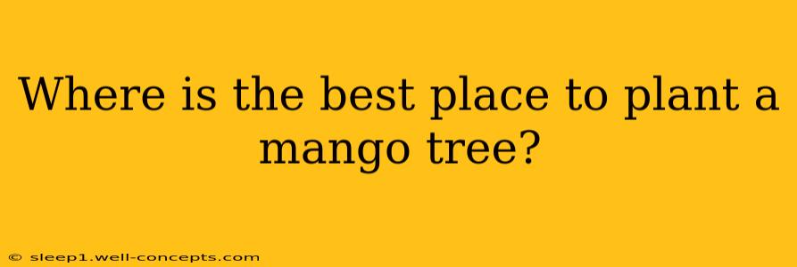 Where is the best place to plant a mango tree?