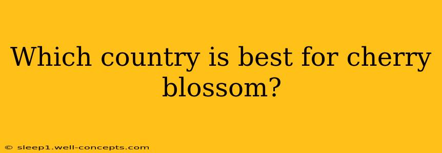 Which country is best for cherry blossom?