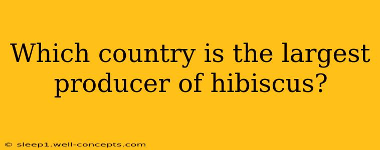 Which country is the largest producer of hibiscus?