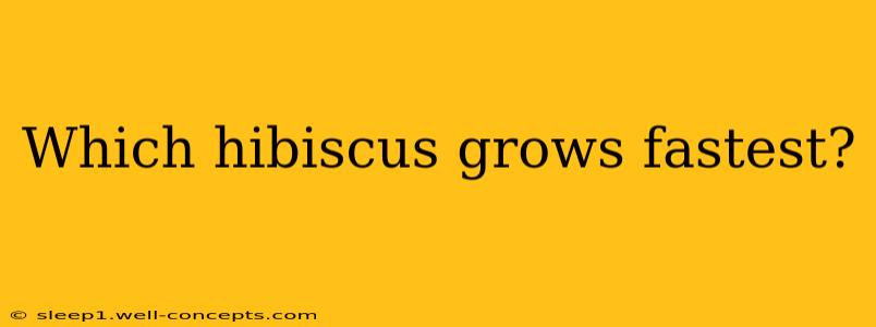 Which hibiscus grows fastest?