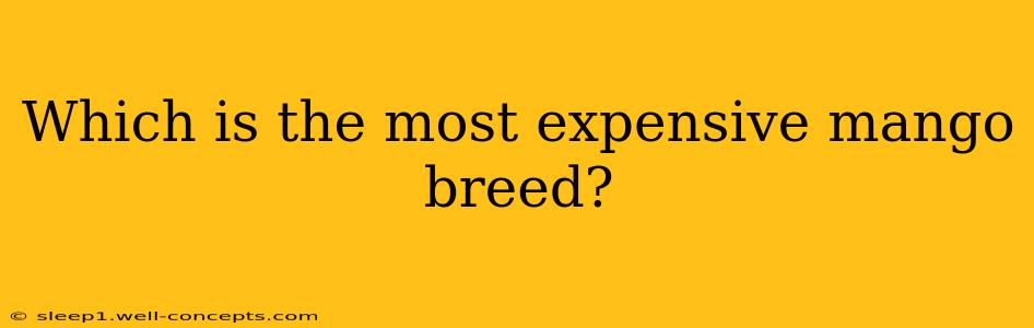 Which is the most expensive mango breed?