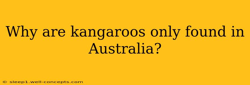 Why are kangaroos only found in Australia?