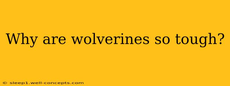 Why are wolverines so tough?