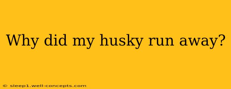 Why did my husky run away?