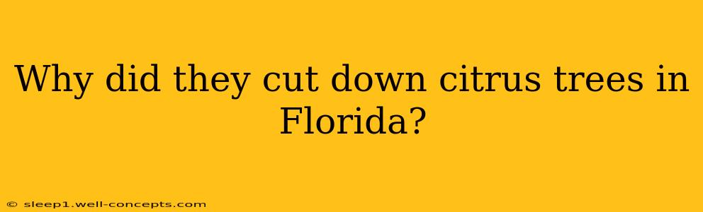 Why did they cut down citrus trees in Florida?