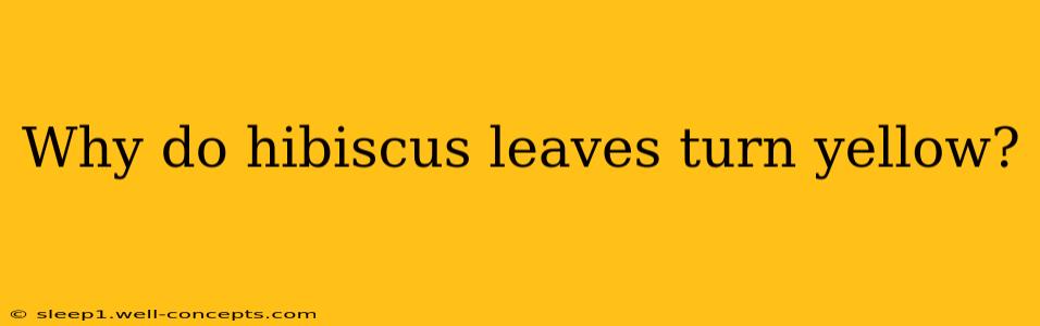 Why do hibiscus leaves turn yellow?