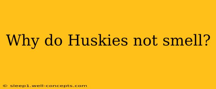 Why do Huskies not smell?