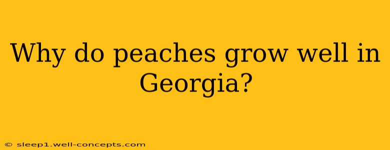 Why do peaches grow well in Georgia?