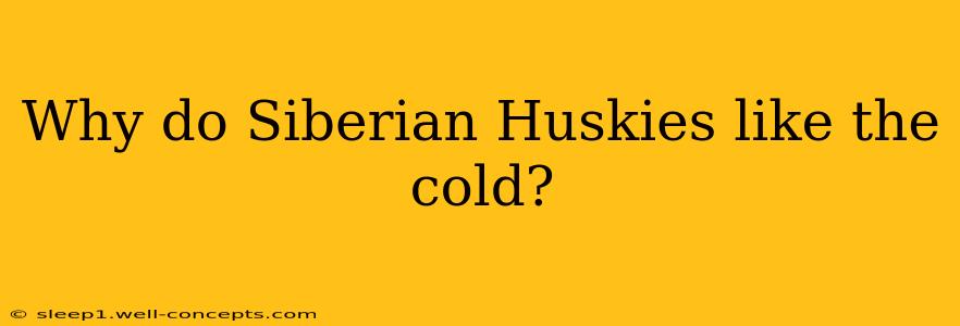 Why do Siberian Huskies like the cold?