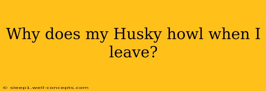 Why does my Husky howl when I leave?