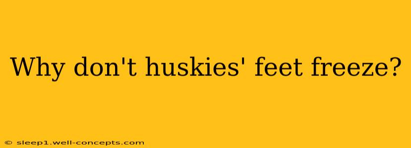 Why don't huskies' feet freeze?