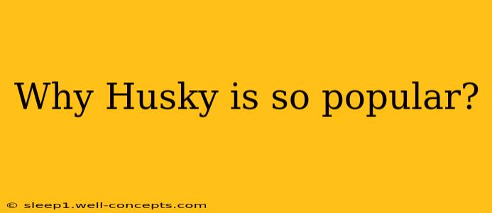 Why Husky is so popular?