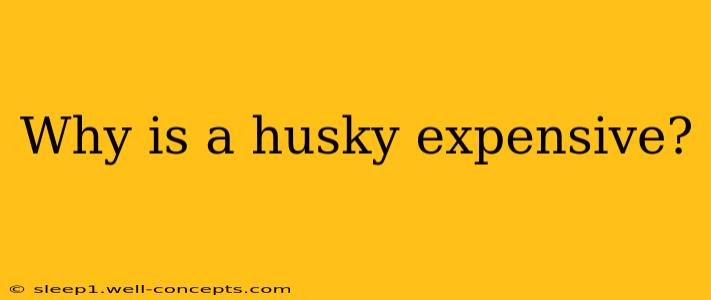 Why is a husky expensive?