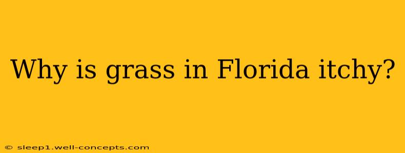 Why is grass in Florida itchy?