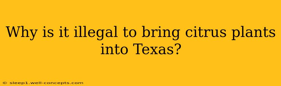 Why is it illegal to bring citrus plants into Texas?