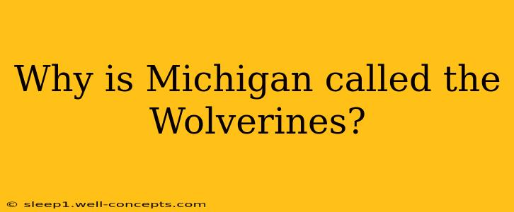 Why is Michigan called the Wolverines?