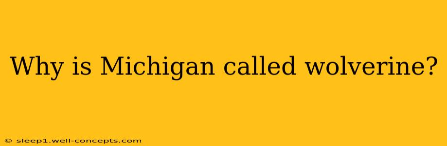 Why is Michigan called wolverine?